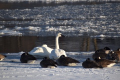 Trumpeter Swan on the Fox River, Yorkville, IL