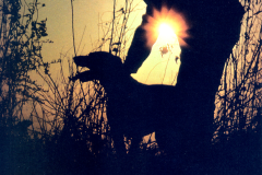 Sunset silhouette