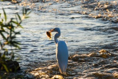 A great egret with his catch from the Fox River, near Yorkville, IL