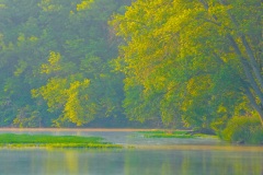 Deer Grazing, early morning in the Fox River near Yorkville, IL