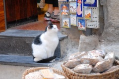 A cat relaxes in the doorway of a shop in Sachille, Italy