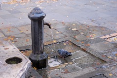 Pigeon drinks from a fountain in Venice, Italy