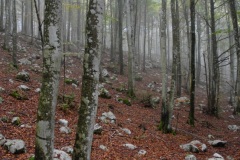 Trees among the rocks in the Dolomite Alps of Italy