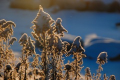 Snow covers reeds along the Fox River, Yorkville, IL