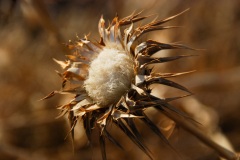 A nettle flower in fall