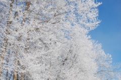 Hoarfrost