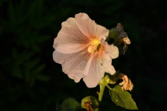 Hollyhock in the morning light