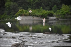 Egrets in the Fox River near Yorkville