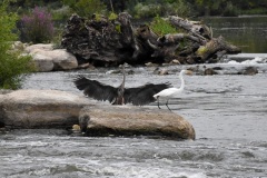 A great blue heron jousts with a great white egret over a favorite fishing spot on the Fox River, Yorkville, IL