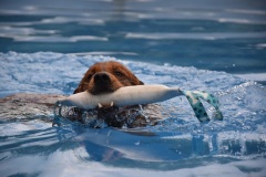 A retriever swims with his prize at the Yorkville Hometown Days