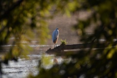 A great white egret in the Fox River