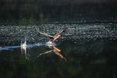 A cormorant takes flight from the Fox River near Yorkville, IL