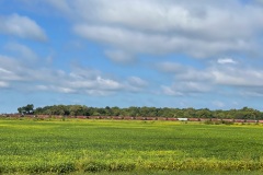 Freight cars await for loading in northern Illinois