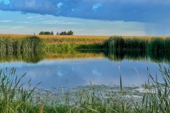 Morning on a farm pond