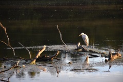 A great white egret watches for a meal