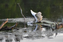 A great white egret lunges into the shallow water to snag a fish