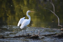 Great white egret in the Fox River