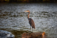 A great blue heron in the Fox River