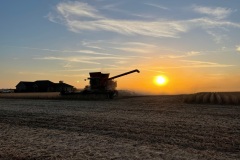 Soybean harvest in northern Illinois