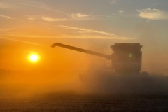 A combine harvests soybeans as the sun sets