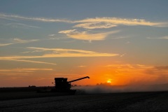 A combine harvesting soybeans