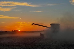 A combine harvests soybeans at sunset