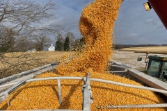 Late-season Corn is loaded into a trailer for transport to a grain elevator in northern Illinois